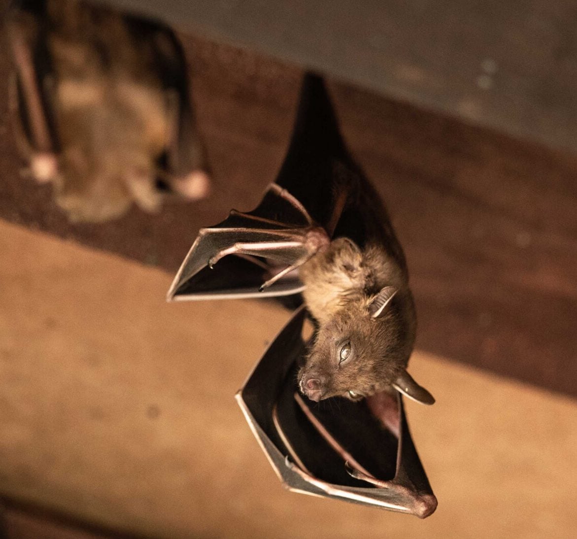 Expert bat removal services for a safe and humane solution in Rapid City